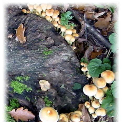 Bildausschnitt